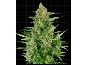Screenshot 2024 11 18 at 15 48 26 Double Kush Cake Automatic Seeds Sensi Seeds