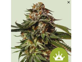 Screenshot 2024 11 19 at 13 45 01 Buy Special Queen 1 Auto Cannabis Seeds Royal Queen Seeds