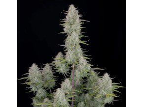 Screenshot 2024 11 19 at 14 46 02 Wedding Cheesecake Auto 3 ks GROWER.sk