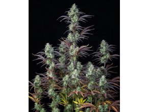Screenshot 2024 11 19 at 14 24 30 Buy Mimosa Cake Auto Cannabis Seeds Fast Buds