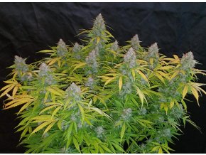 Screenshot 2024 11 19 at 14 56 35 Buy Californian Snow Auto Cannabis Seeds Fast Buds