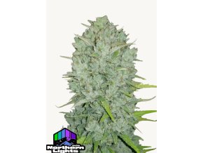 Screenshot 2024 11 19 at 15 05 32 Northern Lights Auto Cannabis Seeds – Buy Northern Lights Weed Strain Fast Buds