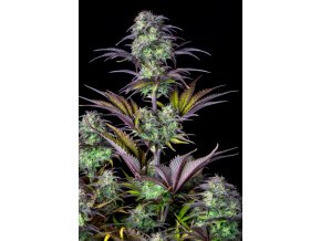 Screenshot 2024 11 19 at 15 11 53 Blueberry Auto Cannabis Seeds – Buy Blueberry Weed Strain Fast Buds