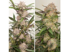 Screenshot 2024 11 19 at 15 26 39 Buy Auto Mimosa Punch® Autoflower Seeds Dutch Passion UK