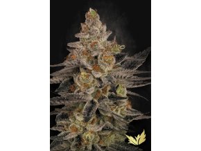 Chocolate Wafflez Paradise Seeds