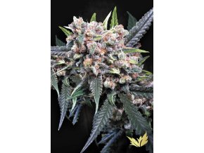 Auto Wappa Paradise Seeds