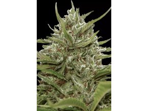 Auto White Berry Cannabis Seed