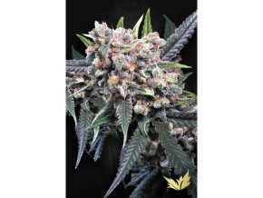 9609 auto wappa paradise seeds