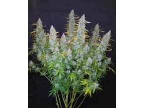Screenshot 2024 10 28 at 15 24 50 Buy Californian Snow Auto Cannabis Seeds Fast Buds