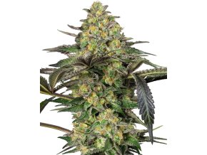 0001199 grapevine candy feminized seeds 800