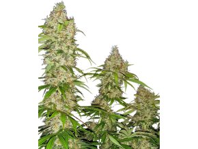 0000133 banana kush cake feminized seeds 800