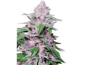 0000020 purple cookie kush feminized seeds 800