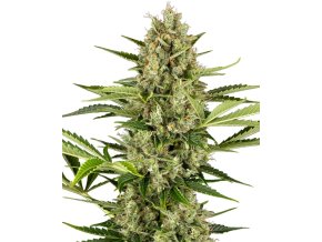 0001215 jack herer automatic seeds 800