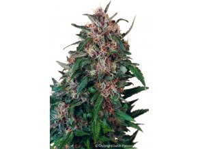 Hollands Hope 5 db
