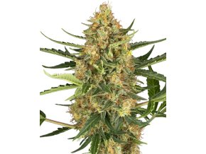 0001155 blueberry bubblegum automatic seeds 800