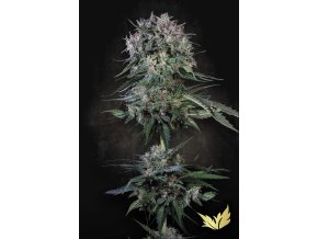 Doppler Paradise Seeds 2025