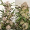 Screenshot 2025 03 04 at 11 45 10 Auto Mimosa Punch 3 ks GROWER.sk