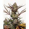 Screenshot 2025 04 03 at 14 27 10 Buy Apple Strudel Auto™ Cannabis Seeds Fast Buds