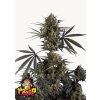 Screenshot 2025 04 03 at 14 34 51 Buy Pound Cake Auto™ Cannabis Seeds Fast Buds