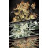 Indica Champions Cannabis Seed Pack 1