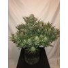 Screenshot 2025 04 25 at 13 26 45 Buy Gorilla Auto Cannabis Seeds Fast Buds