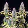 trainwreck