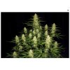 Screenshot 2025 07 11 at 11 00 42 Papaya Cookies Auto GROWER.sk