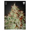 Screenshot 2025 08 06 at 10 16 55 Lemon Skunk 3 ks GROWER.sk