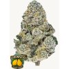 Screenshot 2025 12 08 at 12 13 09 Buy Lemonpaya™ Cannabis Seeds 42 Fast Buds
