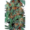 Orange Bud 10 ks
