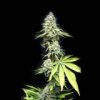 CBD Critical Mass 5ks Fem