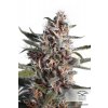 AutoBlackberry Kush 3 ks
