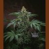T.H Seeds Bubblegum  6 ks