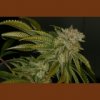 T.H Seeds MK Ultra 10 db