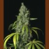 T.H Seeds S.A.G.E. 5 ks