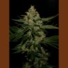 T.H Seeds Underdawg OG 10 db