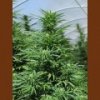 Humboldt green crack 3 ks