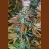 Humboldt lemon kush fejpánt 5 db