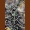 Humboldt purple trainwreck 3 ks