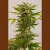 Humboldt Sour diesel #2 - 3 ks