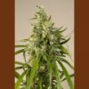Humboldt Trainwreck 3 ks