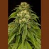 Humboldt Lemon Juice Express Auto 3 ks