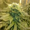 Resin seeds Dieseltonic 5 ks