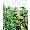 Feminized Mix 10 ks