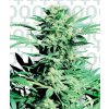 Shiva Skunk 25 ks