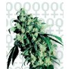 Super Skunk 5 ks