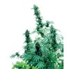 Early Skunk 10 db Reguler