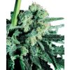 Sensi Skunk 10 ks Reguler