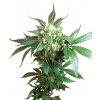 black domina xl