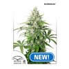 newACJ Auto Cinderella Jack Dutch Passion